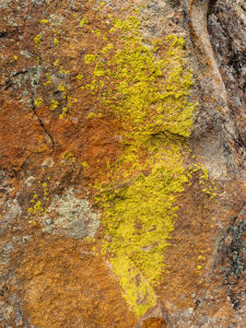 Lime Lichen