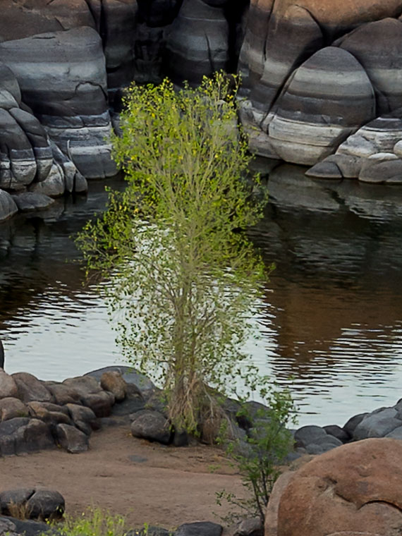 Tree Detail