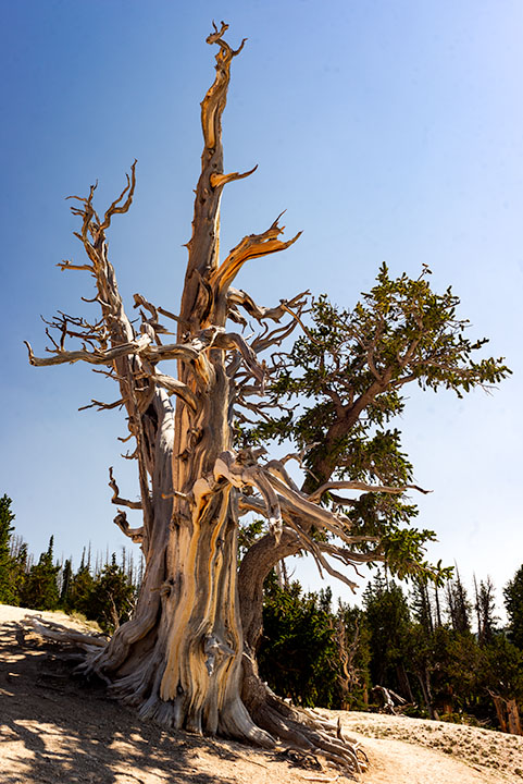 Bristlecone Pine