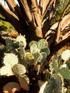 Prickly Juniper