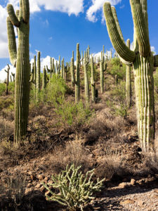 Saguaro Grove