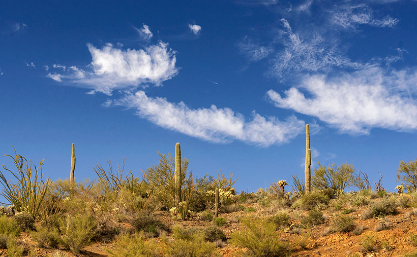 Pair of Threes -Three saguaro along the ridge overlooking the San Domingo Wash where the Anderson Mill is. The three wispy clouds make up the pair.