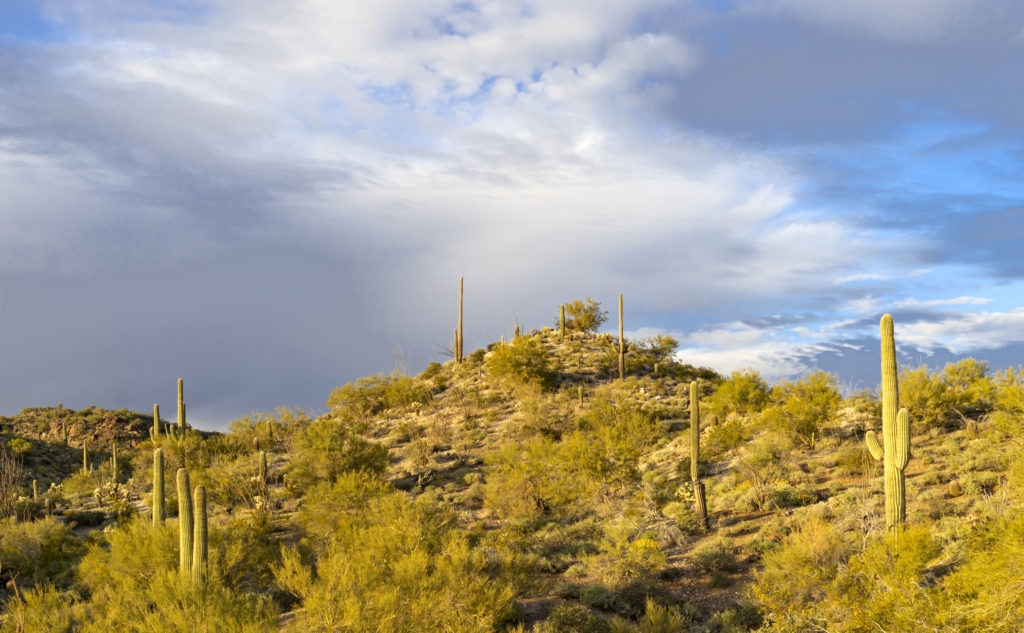A late afternoon sun lights up the saguaros in the mountains north of Wickenburg, Arizona.