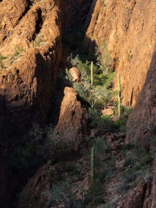 Saguaro Climbers