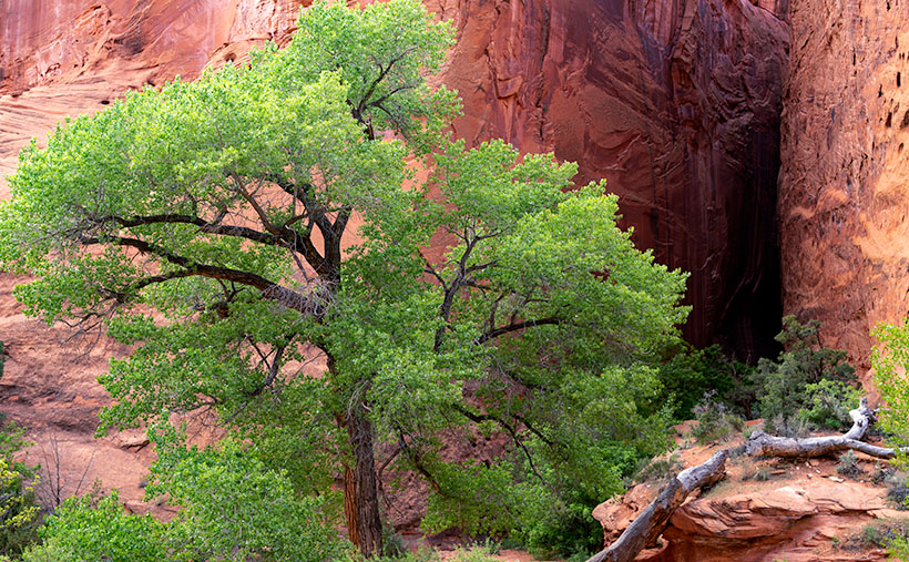 Long Canyon Cottonwood