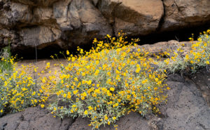 Lava Tube and Brittlebush