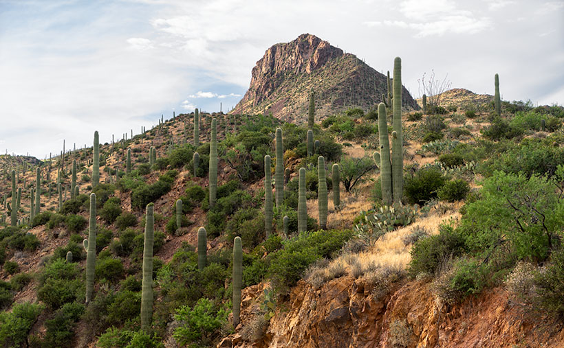 Large saguaros march up the side of an unnamed mountain.
