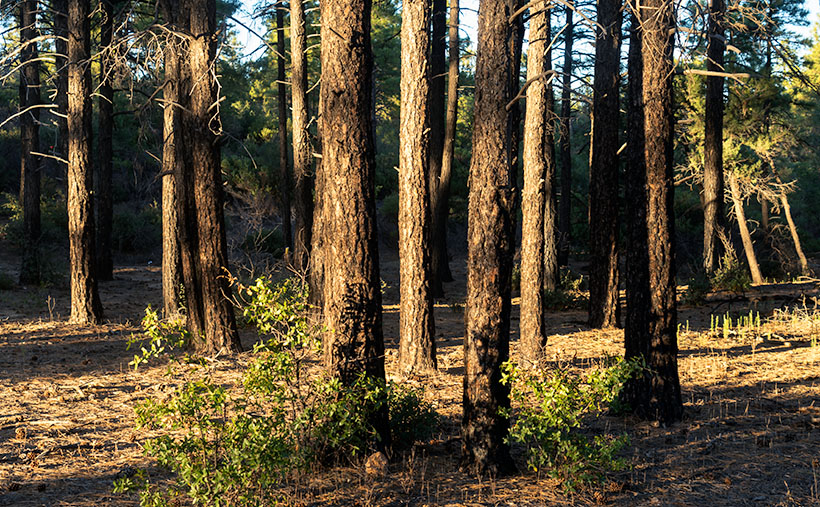 Camp Wood Ponderosa - The late afternoon light adds a glow to a ponderosa pine grove at Camp Wood.