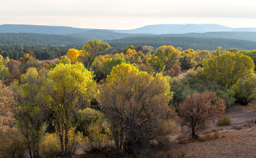 Fall on the Humphrey Wash- Usually the high-country aspen trees get all of the attention for their fall colors, but every so often, you can find some subtle color along the road.