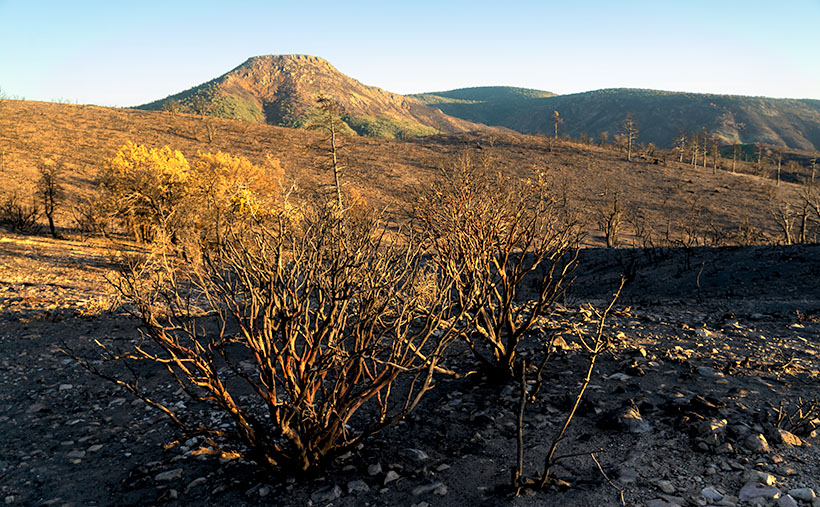 Sheridan Manzanita - Red bark manzanita burnt in the 2019 Sheridan Fire near Camp Wood, Arizona