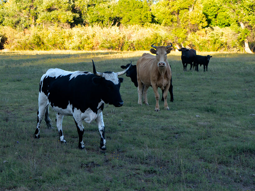 Yolo Cows - Cows stand between their calves and a perceived threat.