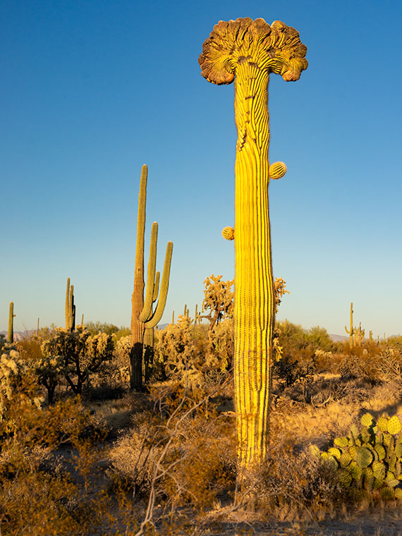 Crested Saguaro - My first sighting of a crested saguaro out in the wilds of Pinal County.