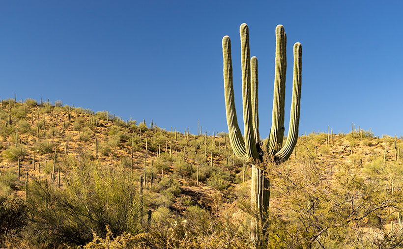 Headless Saguaro - An unusual saguaro that lost its trunk and has six arms instead. I wonder how that could have happened.