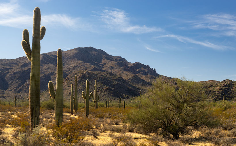 Saguaro at Harquahala Mountains-A line of saguaro looking like telephone poles lead your eye to the massive mountain south of Aguila, Arizona.