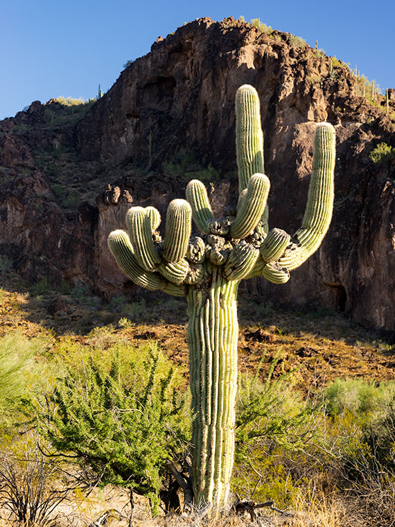 What Happened to You-a poor little saguaro has arms growing out of damaged arms. What caused this to happen?