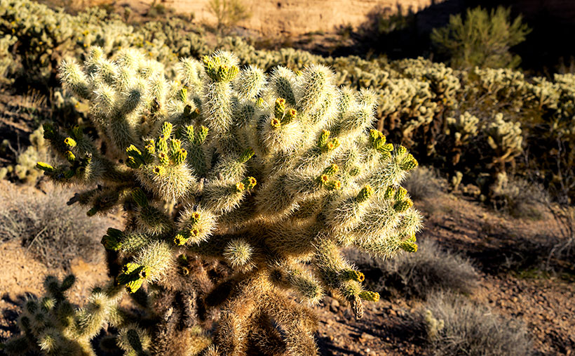 Cholla Bay - The most dangerous cactus will attack you at the slightest provocation.