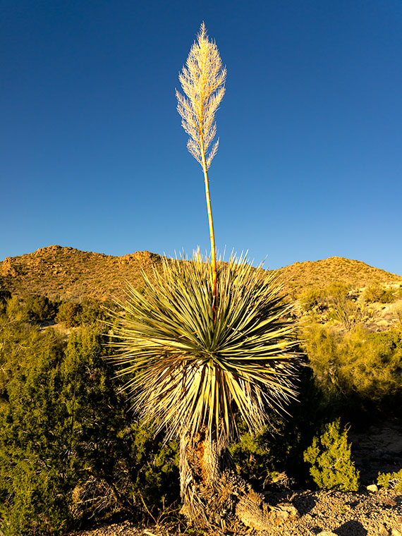 Poachie Yucca Bloom - A yucca high in the Poachie Mountains that still has its flower stalk.