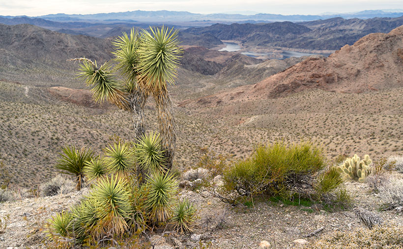 Joshua Shoots - Joshua Tree saplings growing on a ridge overlooking Lake Mead.