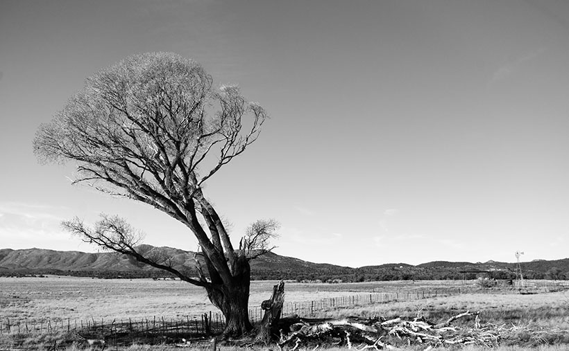 Broken Cottonwood - A pair of cottonwood trees, where one has fallen leaving the survivor leaning precariously in Peeples Valley, Arizona