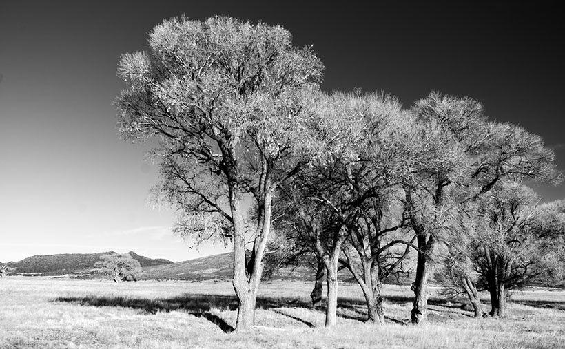 Cottonwood Grove - A small grove of cottonwood grow along a dry brook in Peeples Valley, Arizona.