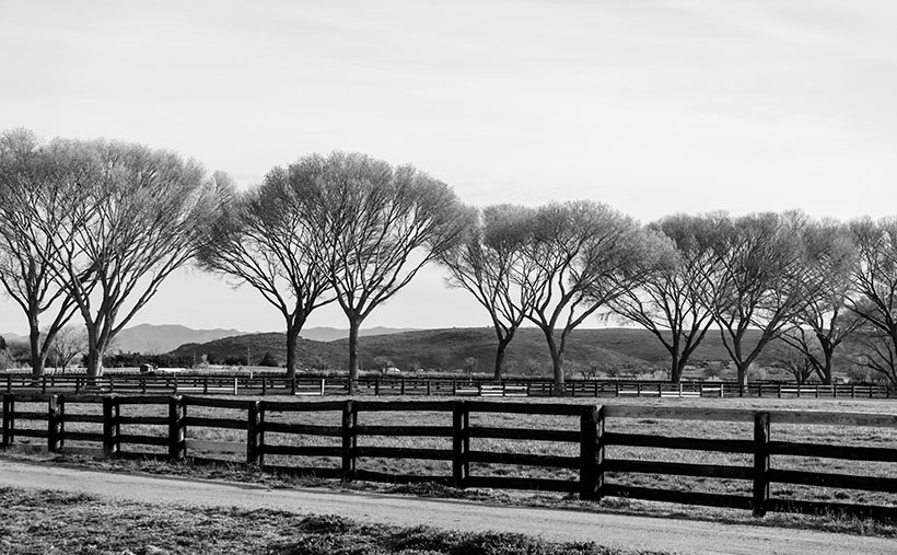 Hidden Springs Ranch - Well manicured Arizona Ass trees line the drive of the Hidden Springs Ranch in Peeples Valley.