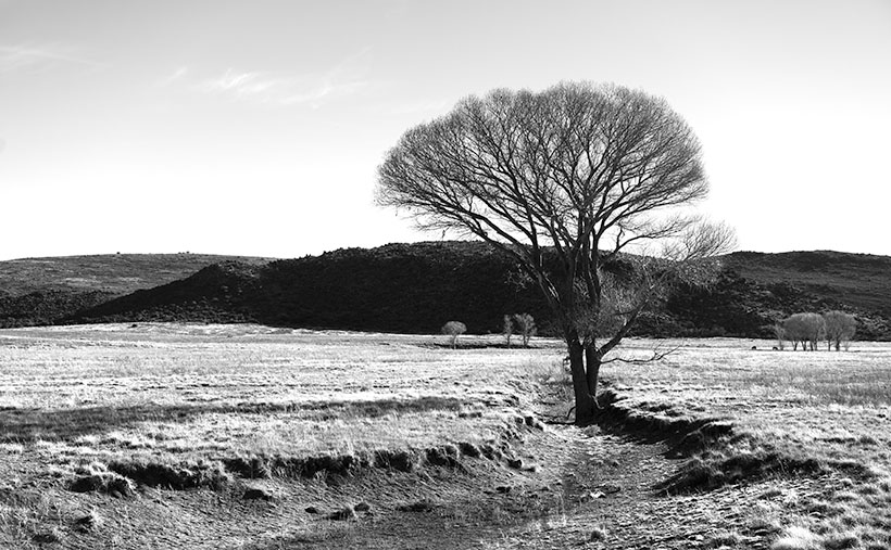 Meadow Cottonwood - a single tree grows in a meadow ravine ensuring a good water supply.