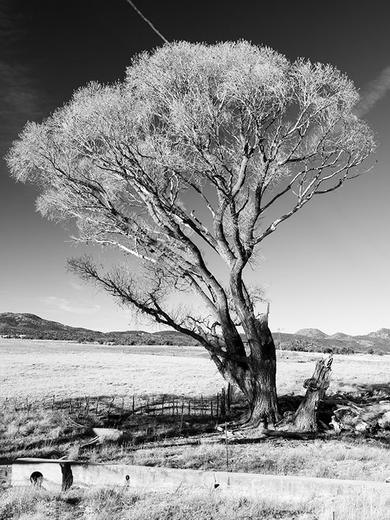 Peeples Valley Cottonwood - An old cottonwood tree growing along a rancher's irrigation line.