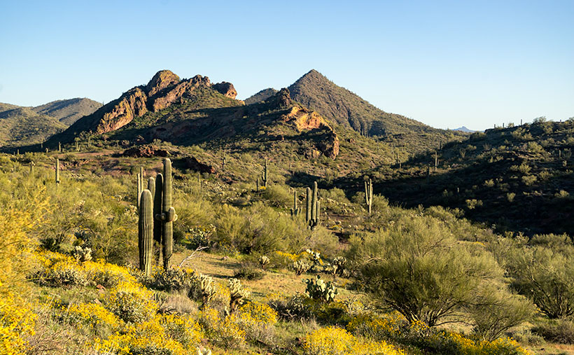 Box Canyon Spring - Spring arrives at the Hassayampa Box Canyon area bringing warm days and colorful flowers.