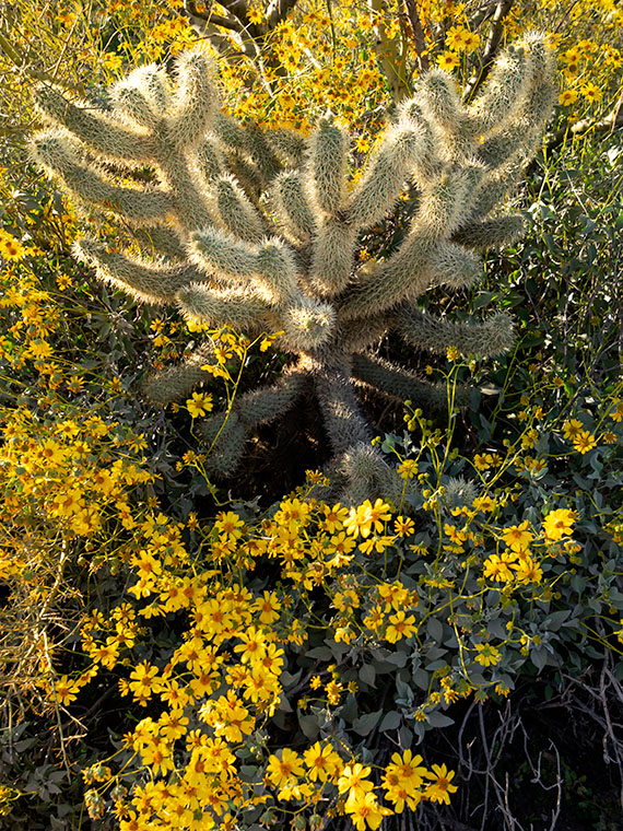 Cholla and Brittlebush - A young cholla and brittlebush growing under a palo verde tree near Wickenburg, Arizona.