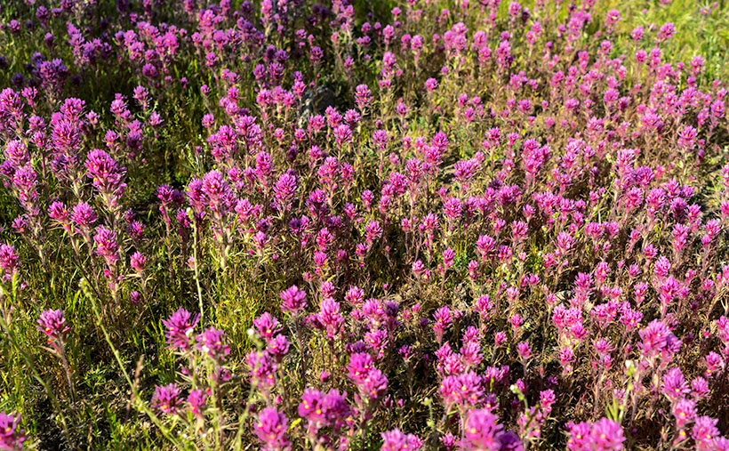 Purple Owl's Clover - In the years when the winter is wet, the desert gets painted with wildflowers in spring.