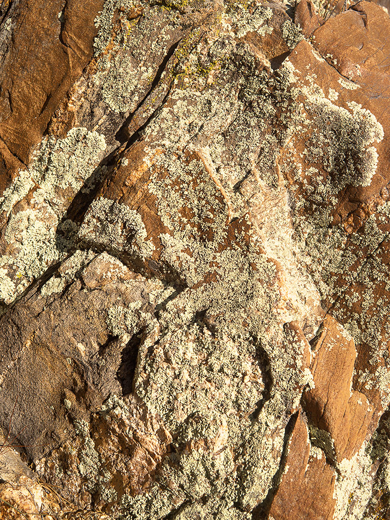 Ferguson Valley Lichen - Green lichen growing on a granite boulder in Ferguson Valley, Arizona.