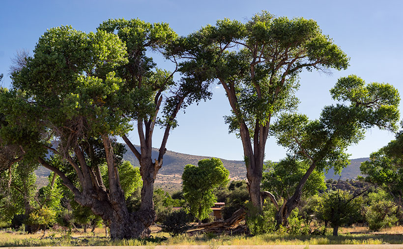 Front Yard Trees - Tall cottonwood trees grow along the road-side in front of a Ferguson Valley ranch.