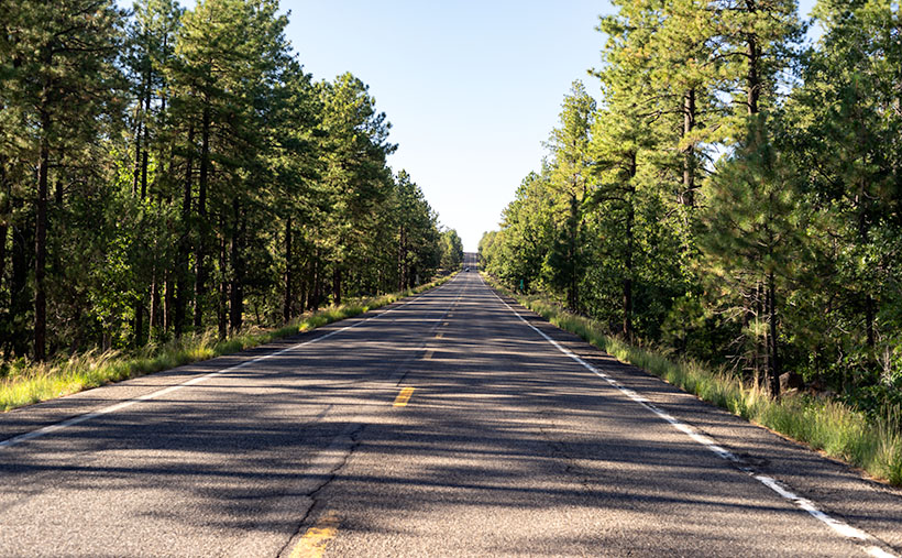 In The Pines - Once the General Crook Trail reaches the elevation of 7,000', it is surrounded by our countries largest contiguous Ponderosa Pine forest.