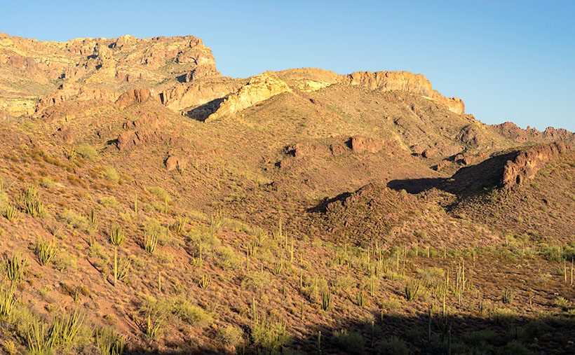 Ajo Foothills - Organ Pipe and Saguaro grow on a hillside below rugged cliffs in the Ajo Mountain Range.
