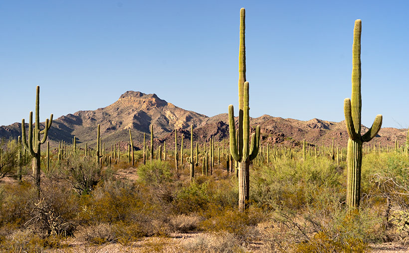 Ajo Mountain - The volcanic peak rises above its foothills in the Organ Pipe Cactus National Monument.
