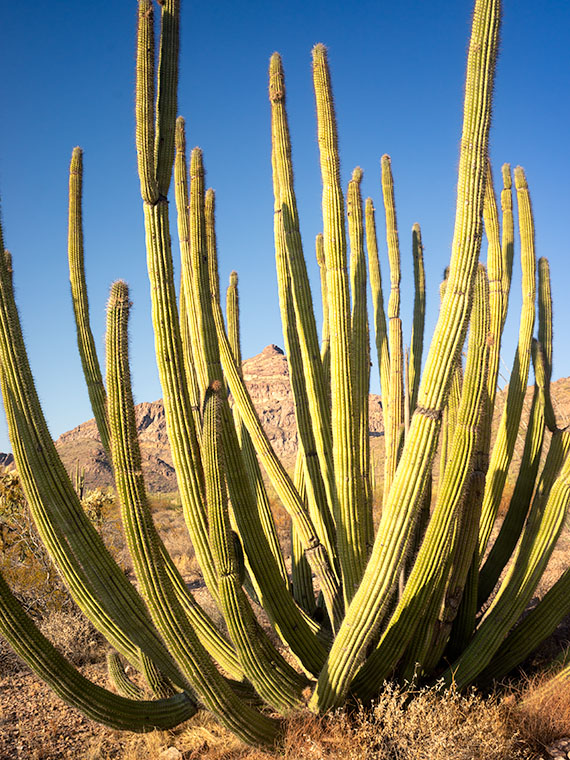 Organ Pipe Cactus - This cactus specimen commonly grows in the Mexican states of Sonora and Baja, but only crosses the border within the boundaries the Organ Pipe Cactus National Monument.
