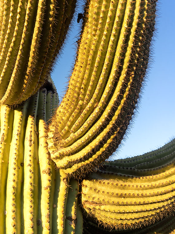 Arm Pits - A close-up photo of a cactus that refused to shave found in Saguaro National Park, Arizona.
