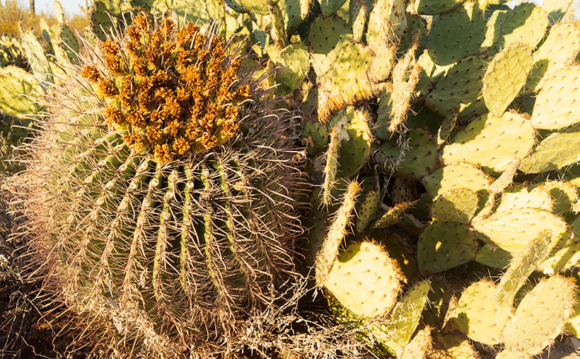 Fish-hook Barrel Cactus - a couple of succulents nuzzle in the late afternoon sun.