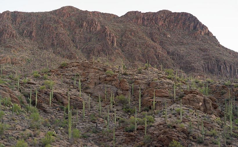 Gates Pass Dawn - Saguaro cacti grow up the side of Bushmaster Peak in dawn's early morning light.