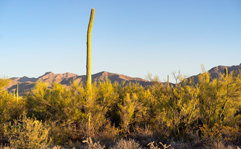 Get Bent - A frost damaged saguaro rises above a thicket of palo verde before the Tucson Mountains.