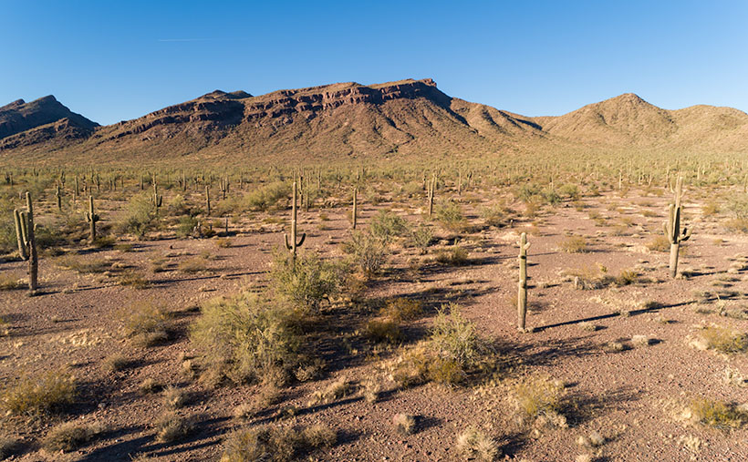 Harcuvar Forest - A large grove of Saguaro grow along the eastern flank of the Harcuvar Mountain Range.