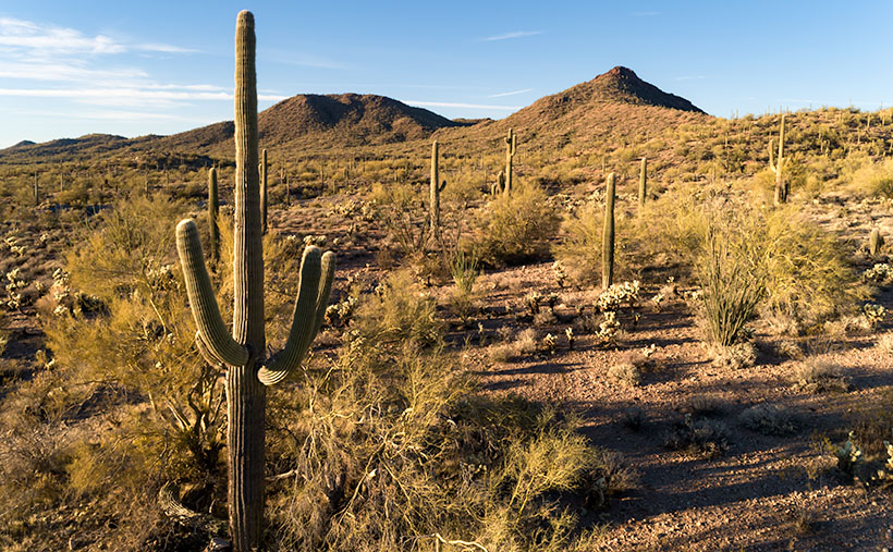 Blue Tank Saguaro - A mature saguaro growing along the bank of the Blue Tank Wash near Wickenburg, Arizona.