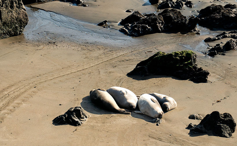 Four Elephant Seals - With mating season over, four young female elephant seals can finally nap on the warm sun without those big galoots accosting them.