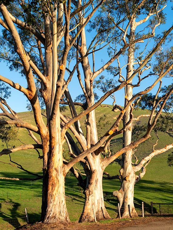 Tres Eucalyptus -A trio of white bark eucalyptus growing along the SR-46 roadside near Morro Bay, California.