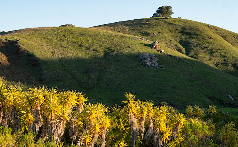 Yucca Hedge - The morning sun highlights a hedge of Yucca while shadows remain on the background hills.