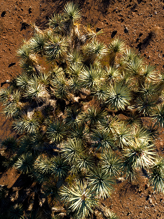 Joshua Tree Below - The sight of a pointy object, like this Joshua Tree, hurtling towards you should make you reconsider skydiving in the Sonoran Desert.