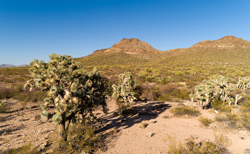 Black Mountain Joshua - The large Joshua Tree before Black Mountain is the model I used for this week's featured image.