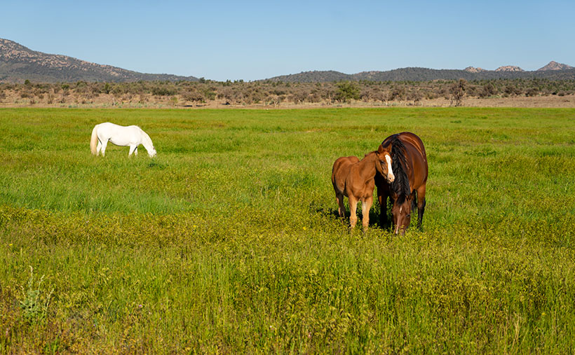 Grazing Horses - Domestic horses grazing the still green grasslands in Peeples Valley on an early spring morning.