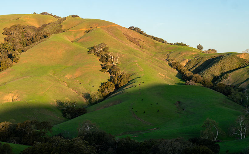 Santa Lucia Cows - A small herd of black cattle graze on a hillside of emerald grass at sunrise.