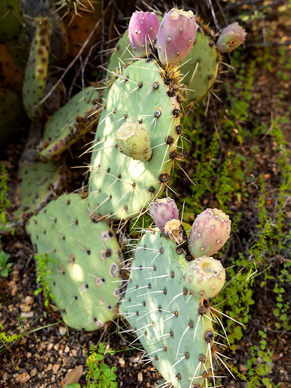Prickly Pear Fruit - A prickly pear growing in the shade of an alligator juniper in the Sierra Prieta Mountains.